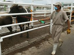 El rastro de Acatlán tendrá una capacidad de matanza de 80 reses y 250 cerdos por hora. ARCHIVO  /