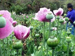 También se deben reconocer ''los usos tradicionales de las plantas ancestrales de la hoja de coca''. ARCHIVO  /