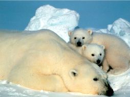 La nueva producción de Discovery Channel muestra la vida en el Ártico. ARCHIVO  /