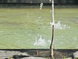 En la “Fuente de las Ranas”, ubicada en la Plaza Tapatía, 23 de las pequeñas esculturas han sido robadas.  /