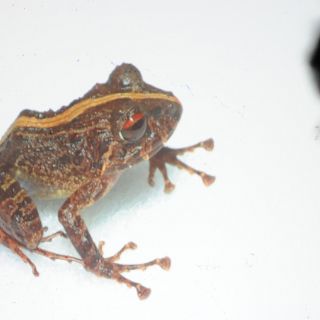 Encuentran dos nuevas especies de ranas
