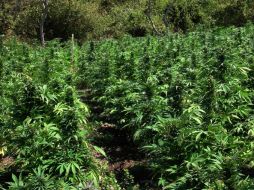 Nadelmann opinó que con la legalización de la marihuana se pueden reducir los índices de criminalidad. ARCHIVO  /