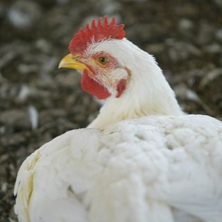 Gallina 'echa abajo' siglos de dilema sobre el huevo