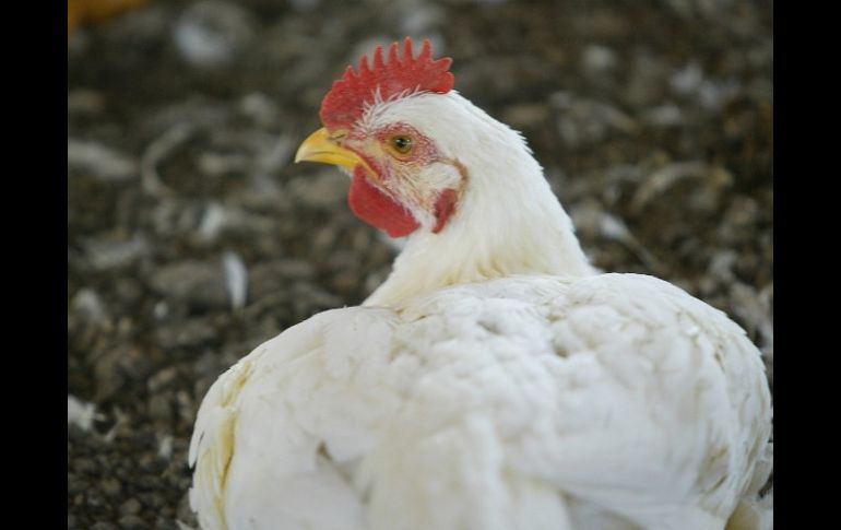 Una gallina en Sri Lanka defendió con su vida la teoría de que 'primero fue la gallina que el huevo'. ARCHIVO  /