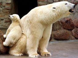 Los científicos habían encontrado similitudes en el ADN mirocondrial entre los osos polares y los osos pardos. ARCHIVO  /