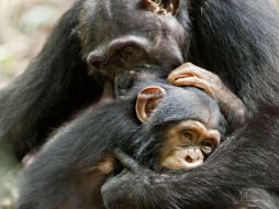 La película está rodada en la selva Taï, en Costa de Marfil, declarada Patrimonio de la Humanidad por la Unesco en 1982. EFE  /