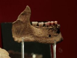 Son unos 900 cráneos de distintos materiales los que componen la muestra. ARCHIVO  /