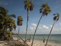 Manglares, esteros y escurrimientos han sido amanenazados por la infraestructura como en Puerto Vallarta. ARCHIVO  /