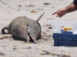 Del total de cetáceos varados, el 90% eran delfines comunes de hocico largo. EFE  /