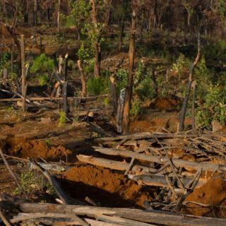 Peligran los bosques de Honduras por la tala ilegal