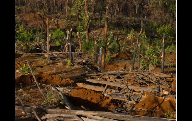 Por cada dos hectáreas que son autorizadas a ser cortadas en Honduras, se extraen tres. ARCHIVO  /