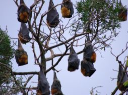 Hasta el momento han observado que la población de carnívoros se vio muy afectada. ID  /