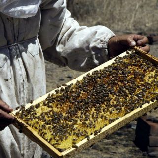 Dice directivo de ONU que transgénicos son riesgo para Yucatán