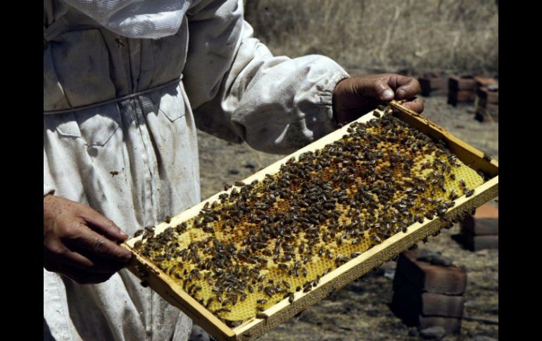Buscan cuidar las semillas criollas de la contaminación transgénica. ARCHIVO  /