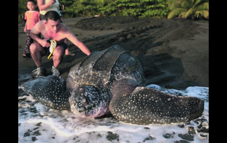 Un voluntario ayuda a una tortuga baula a volver al mar tras desovar en un refugio de vida silvestre. EFE  /