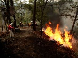 Uno 25 elementos de Protección Civil Tlajomulco combaten el incendio en La Primavera, así como la brigada forestal del municipio.  /