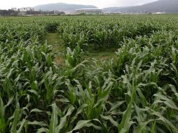 Existe inconformidad entre los productores de maíz del Estado. ARCHIVO  /