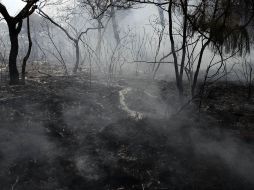 Muchas hipótesis apuntan a que la conflagración fue provocada.  /
