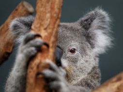 Denuncian que los koalas de Gunnedah, conocida como la 'capital de los koalas' no serán considerados 'amenazados'. REUTERS  /