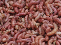 Con métodos sostenibles y ecológicos, el proyeto inició con la idea de que los invertebrados reclamen su lugar en el plato. ARCHIVO  /