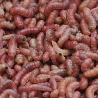 Don Bugito, una apuesta por incluir el insecto en el menú del día