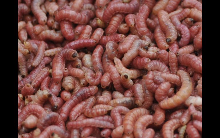 Con métodos sostenibles y ecológicos, el proyeto inició con la idea de que los invertebrados reclamen su lugar en el plato. ARCHIVO  /