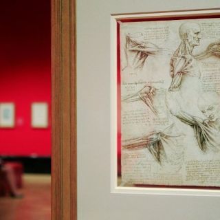 Colección de dibujos de Da Vinci muestra su pasión por el cuerpo humano