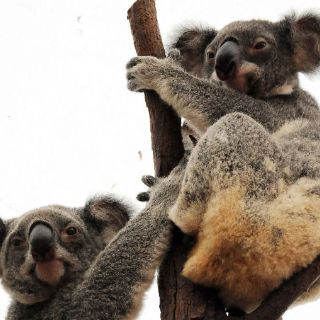 Koalas: especie vulnerable en algunas partes Australia