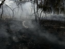 Especialista de la UdeG asegura que reforestar La Primavera no evitará un nuevo incendio. ARCHIVO  /