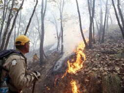 La Conafor y la Seder ya trabajan en el diseño de las primeras estrategias para diagnosticar el daño en La Primavera. ARCHIVO  /