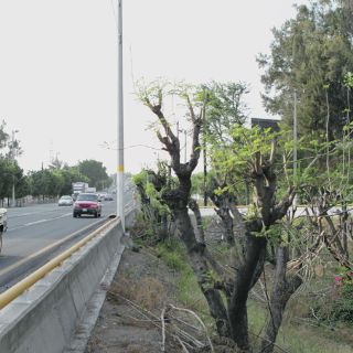 Agregan 22 jacarandas a ecocidio en Carretera a Chapala