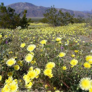 El cambio climático altera los ciclos de las plantas