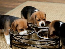 Se ha popularizado una comida vegetariana para mascotas con productos que no se derivan de los lácteos o las carnes. ESPECIAL  /