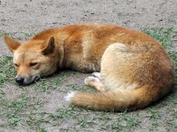 El dingo es un cánido salvaje originario del continente austral. ESPECIAL  /