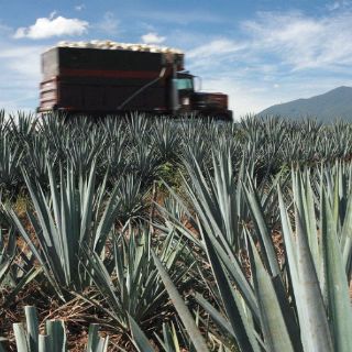 Hay anarquía en el comercio del agave en todo el país: CRT