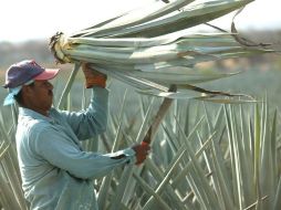 Actualmente el kilogramo de agave 'se paga entre 1.70 y 2.20 pesos'. ARCHIVO  /