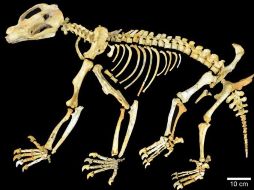 El nimbadon pesaba más de 70 kilogramos y tenía garras poderosas. AFP  /