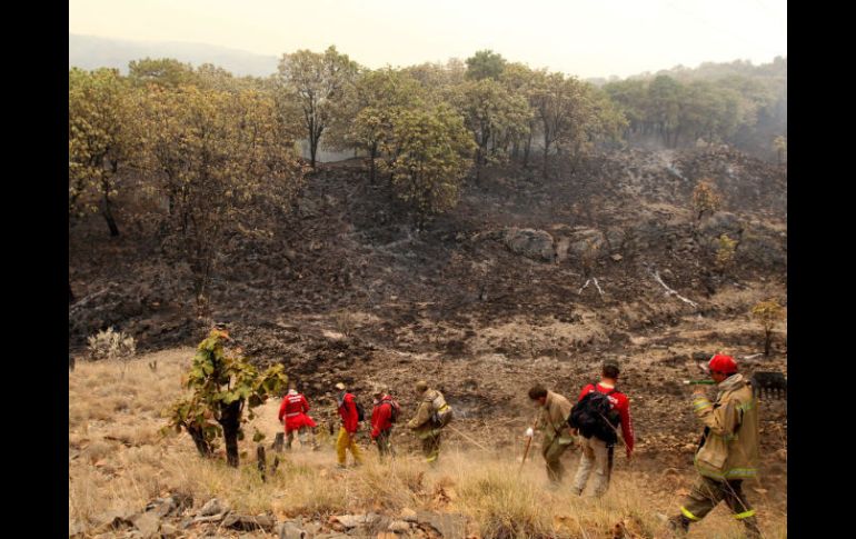 El presupuesto que tiene el Ejecutivo para los bosques es de 67 millones de pesos, y siete de ellos se destinan a La Primavera. ARCHIVO  /