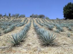 Las exportaciones de tequila a Canadá superaron a las de EU y Europa. ARCHIVO  /