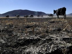 El Diario Oficial incluyó a 26 municipios de Jalisco en la zona de sequía. ARCHIVO  /