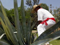 Se pretende poner en marcha una campaña sanitaria contra las plagas del cultivo de agave tequilero. ARCHIVO  /