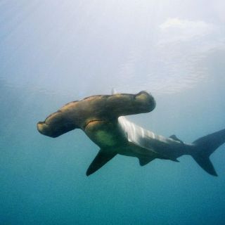 ONGs internacionales apoyan a Costa Rica en protección a tiburón martillo