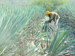 Las nuevas medidas de control vienen a paliar las recientes demandas del Consejo Regulador del Tequila.  /