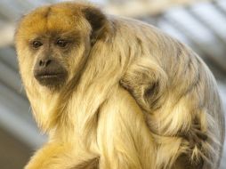 El mono aullador estaba herido, un campensino lo cuido y después lo remitió a la Profepa. EFE  /