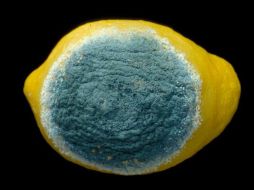 Del 30 al 70 por ciento de la producción de cítricos podrían perderse en almacenes debido a enfermedades fúngicas. ID  /