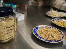 Una fracción de la proteína interrumpe hasta en un 99 por ciento el crecimiento de tumores. ID  /