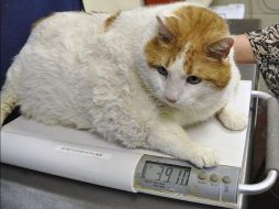 Meow, un gato anaranjado con blanco, murió el pasado sábado, pesando un poco más de 16 kilos. ESPECIAL  /