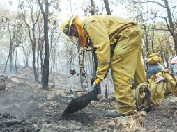 Brigadistas en La Primavera. Expertos de la Universidad de Guadalajara afirman que reforestar el área dañada es inviable para el bosque  /