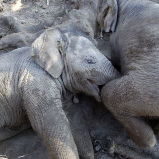 Crean técnicas de clonación para proteger animales en extinción