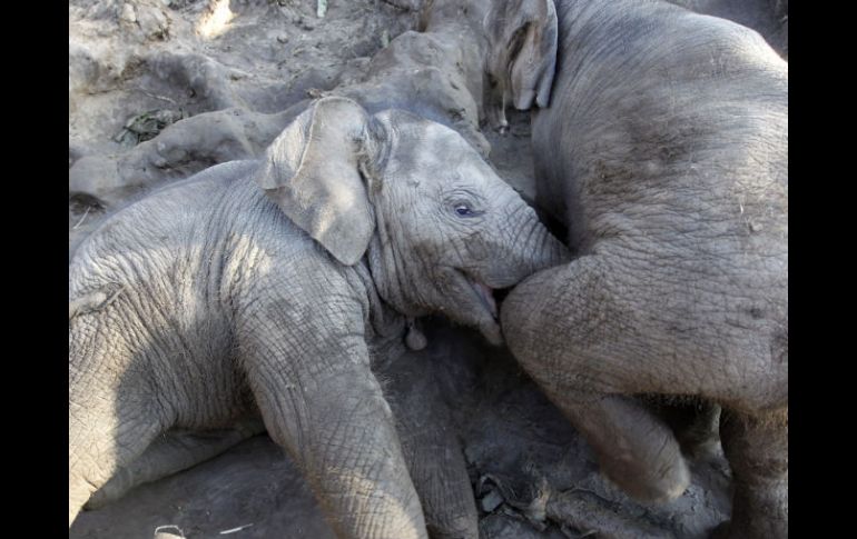 Buscan cuidar a gatos salvajes como el tigre de Bangkok, rinocerontes, elefantes y osos. ARCHIVO  /
